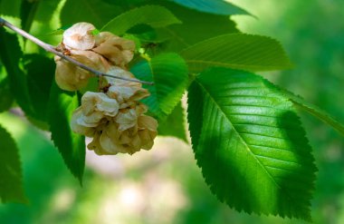 Karaağaç tohumları. Kentsel ekolojinin bir parçası olarak, karaağaçlar hava ve su kalitesini artırır, erozyonu azaltır ve sıcak günlerde hava sıcaklığını azaltır. 