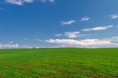  Bahar fotoğrafçılığı, güneşte yetişen taze yeşil buğday, ılıman ülkelerde yetişen en en önemli bitkidir, buğday, ekmek yapmak için toprak, vs. 