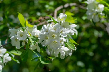 Elma çiçeği binlerce pembe ve beyaz çiçekle gerçekten sarhoş edici bir doğa görüntüsüdür. Her yıl yeniden ortaya çıkan doğanın bir gösterisi..