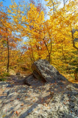 Sonbaharda Kırım Yarımadası 'nın fotoğrafları, Hornbeam Ormanı. 650-700 metre yükseklikte büyür, kayalık meşe ormanları kayın ve korna ile yer değiştirir. toprak ve su korunumu