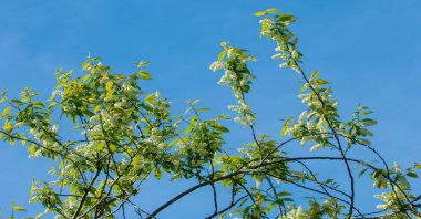 Ağaçlarda bahar tomurcukları. Yapraklar baharda ağaçlarda görünür. Tomurcuklardan fışkırarak, tüm kış boyunca aktif olmadılar. Güneş ışığı yaprakların açmasına neden olur..