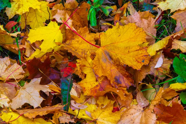 Feuille Érable Automne Structure Aplatie Une Plante Supérieure Semblable Une — Photo