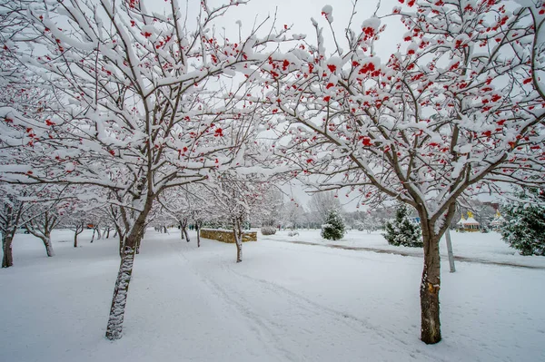 Nieve Evoca Respuestas Que Remontan Infancia Para Apreciar Belleza Copo —  Fotos de Stock