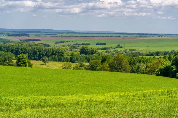 Yaz manzarası, ekilmiş tarlalardaki yeşil tahıllar, buğday, yulaf, arpa, çavdar büyük bir tarlada yetişiyor, Avrupa 'nın bir parçası boyunca bir yürüyüş.