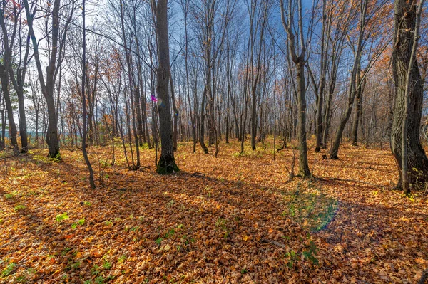 Walk Autumn Forest Autumn Colors Melancholy Autumn Mood Stock Image — Stock Photo, Image