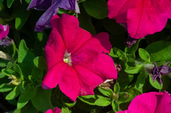 Petunia Origine Sudamericana Fiore Popolare Con Stesso Nome Venuto Dai — Foto Stock