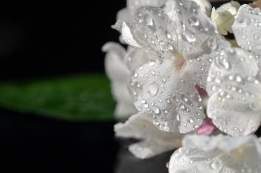 Garden Flowers Impatiens are also known as 