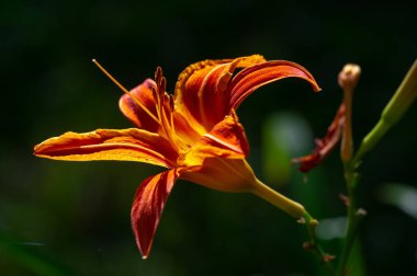 Lilium sevdiklerine duyduğun sevgi, coşku ve sevgiyi temsil ederken, turuncu zambaklar mutluluk ve sıcaklığı simgeliyor. Lilium longiflorum, Paskalya zambağı, Paskalya 'nın bir sembolüdür.
