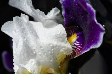 Iris, fleur-de-lis, luce çiçeği, bayrak. Çiçek B, yelpaze şeklinde kabartma yapar. Sapında ya da seyyar satıcı amcasıyla büyüyorlar. Genellikle yayılan ya da alçalan üç sepala 