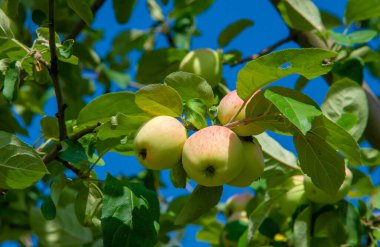 Wild apples. The apple tree was celebrated by Jews, Greeks, Romans and Scandinavians. Some thought the first couple of people were tempted by its fruits.
