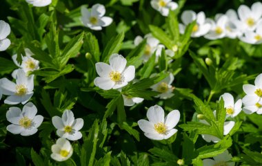 Anemone flower, Greek means 