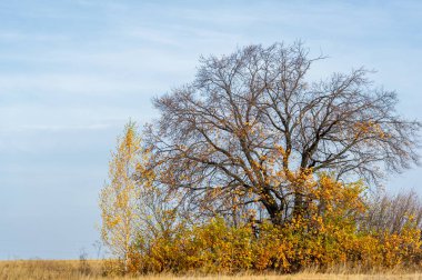 Sonbahar bir değişim zamanıdır. Bitkilerin ve hayvanların yaklaşan kışın soğuğuna ve karanlığına hazırlandıkları zaman. Geceler gelip, hava serinlediğinde