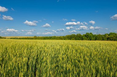  Yaz fotoğrafı. Buğday, tohumu için yaygın olarak ekilen bir ottur, dünya çapında önemli bir yiyecek olan tahıldır. Birçok buğday türü birlikte Triticum cinsini oluşturur. 