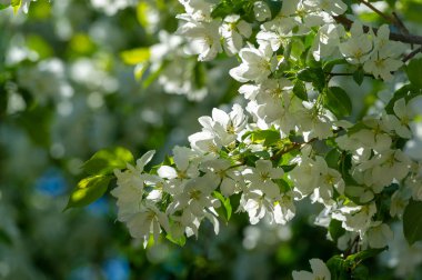 Elma çiçeği binlerce pembe ve beyaz çiçekle gerçekten sarhoş edici bir doğa görüntüsüdür. Her yıl yeniden ortaya çıkan doğanın bir gösterisi..