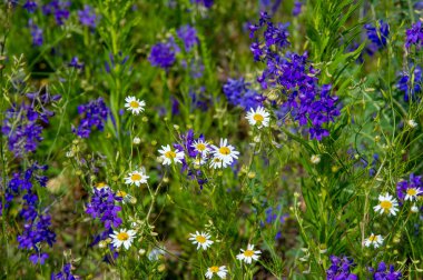 Yabani çiçek (yabani çiçek), yabani doğada yetişen, yani kasten tohum ekilmemiş veya ekilmemiş bir çiçektir..