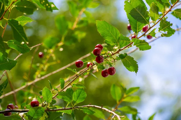 Cherries Used Make Desserts Sauces Jams Wine Many Species Grown — Fotografia de Stock