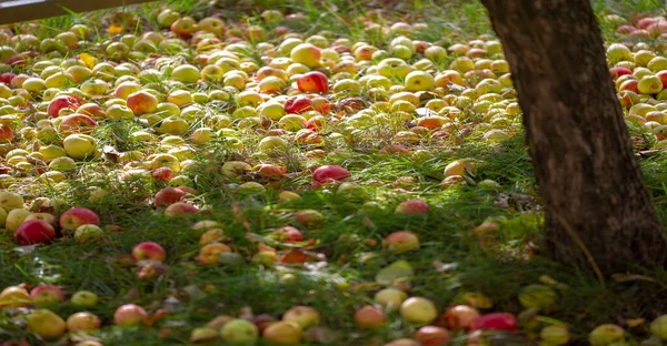 Jabłka Spadają Drzewa Ziemię Sad Jabłkowy Wiele Upadłych Gnijących Owoców — Zdjęcie stockowe