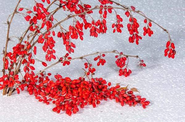 Berberis Vulgaris Een Bosbes Een Struik Met Rode Bessen Bessen — Stockfoto