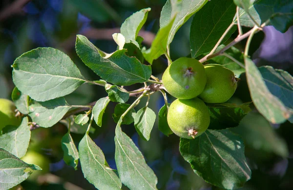 Wild Apples Apple Tree Celebrated Jews Greeks Romans Scandinavians Some — 图库照片