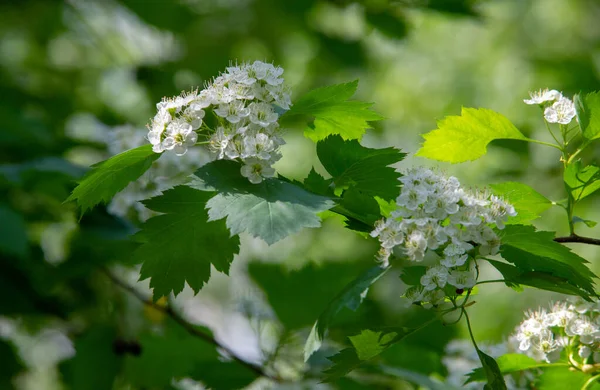 Hawthorn Flowers More Healthy Addition Early Spring Salads Known Eating — стоковое фото