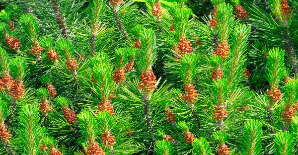 Needles Pine Needles Texture Background Pattern — Stockfoto