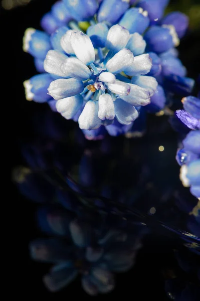 ムスカリ美しい青や白のミニチュアバンチの逆房のように見えるキャベツの小さくて密接な頭は 庭の茂みの花束に色の深さを追加するのに最適な花です — ストック写真