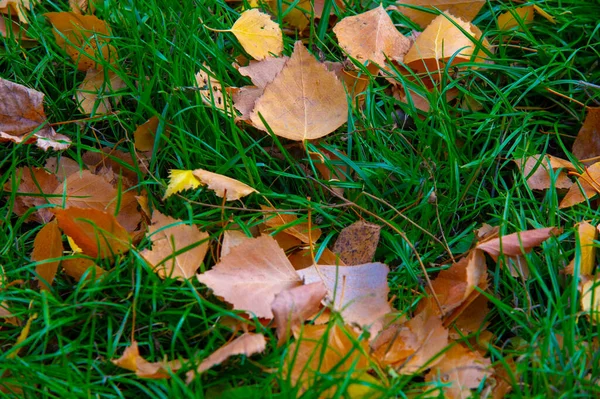 Colorful Autumn Leaves Birch Deciduous Tree White Bark Heart Shaped — Stock Photo, Image