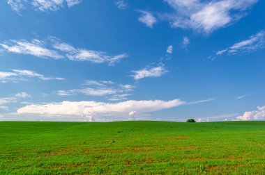  Bahar fotoğrafçılığı, güneşte yetişen taze yeşil buğday, ılıman ülkelerde yetişen en en önemli bitkidir, buğday, ekmek yapmak için toprak, vs. 