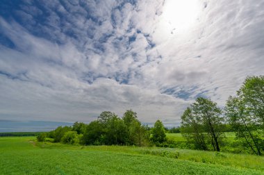 Bahar fotoğrafçılığı, bulutlu gökyüzü manzarası. Nitrojen ve fosfat gübreli genç buğday, yeşil lahanalar, tahıllar ve beyaz unun hazırlandığı tahıllar.