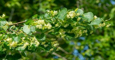Linden flower is one of the ingredients of my special 