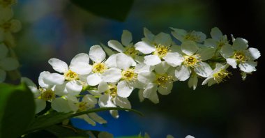 Bird cherry flowers. Amazing aromatic woody taste. In the spring, nectar-loving animals flock to this beautiful tree, and from the sweet nectar, honey tastes wonderful.