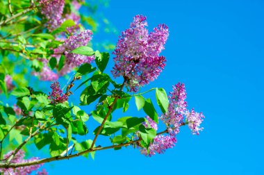 Leylak, hoş aroması nedeniyle parfüm ve kozmetik ürünlerinde kullanılır. Temel yağ, cilt koşullarını tedavi eder, bakteriyel ve mantar enfeksiyonlarıyla mücadele eder, hazımsızlığı önler ve bir antipiretik görevi görürler..