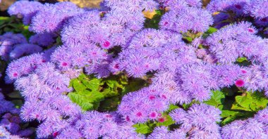 Ageratum flowers come from the Greek word 
