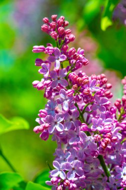 Leylaklar en erken çiçek açma dönemlerinden birine sahip oldukları için baharı ve yenilenmeyi sembolize ediyorlar. Çiçek özgüveni sembolize eder. Mezunlar için geleneksel olarak popüler bir hediye haline getirir..