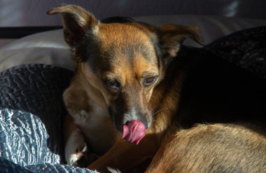 The mongrel dog is a favorite in the family. any dog can be loved regardless of its origin