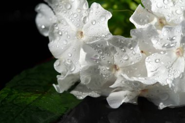 Garden Flowers Impatiens are also known as 