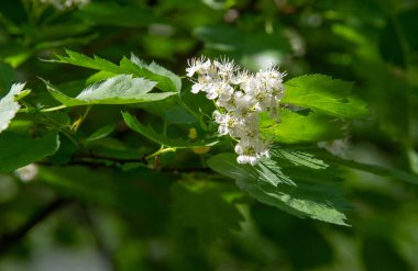 Hawthorn flowers are more than a healthy addition to early spring salads. It is known that by eating hawthorn flowers, we stimulate increased antioxidant activity