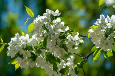 Elma çiçeği binlerce pembe ve beyaz çiçekle gerçekten sarhoş edici bir doğa görüntüsüdür. Her yıl yeniden ortaya çıkan doğanın bir gösterisi..