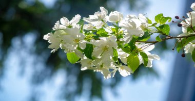 Elma ağacı çiçekleri. Bahçeler sayısız beyaz ve pembe çiçeklerle süslenir. Bu çiçekler sonsuza kadar uzanan tatlı ve taze bir koku yayar..