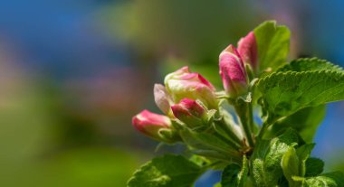 Elma ilkbaharın başlarında çiçek açar. Tomurcuklanan tomurcuklara pembe bir renk. Pembe renkli beyaz çiçek yaprakları. İnanılmaz güzel çiçekler. Makro fotoğrafçılık
