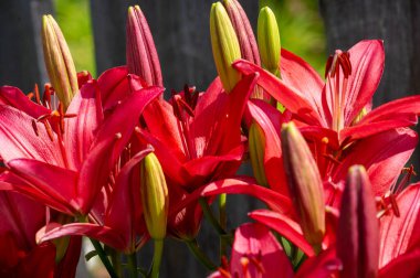 Lilium sevdiklerine duyduğun sevgi, coşku ve sevgiyi temsil ederken, turuncu zambaklar mutluluk ve sıcaklığı simgeliyor. Lilium longiflorum, Paskalya zambağı, Paskalya 'nın bir sembolüdür.