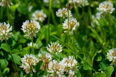 Birçok türün yonca veya yoncaları Güney Amerika ve Afrika 'da bulunur, başları veya kalın sivri uçlu küçük kırmızı, mor, beyaz veya sarı yonca veya Calvary yoncaları.