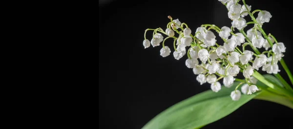 Lily of the valley isolated on black background, herb with fragrant white bells. Bright and juicy background of delicate flowers. May lily