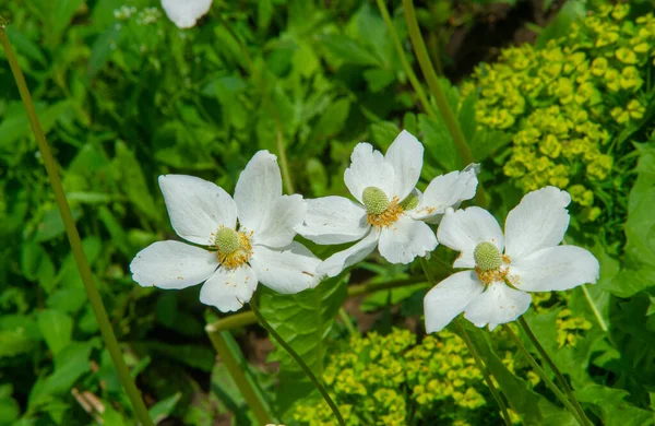 Anemonoides Nemorosa Woody Anemone Early Spring Flowering Plant Ranunculaceae Family — Stock Photo, Image