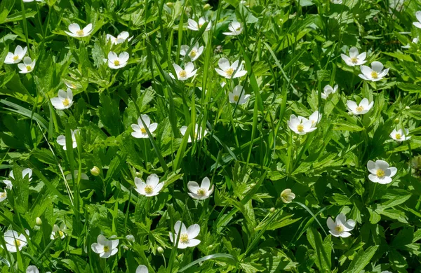 Anemonoides Nemorosa Woody Anemone Early Spring Flowering Plant Ranunculaceae Family — Zdjęcie stockowe