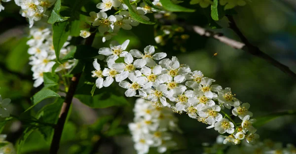 Bird Cherry Flowers Amazing Aromatic Woody Taste Spring Nectar Loving — Photo