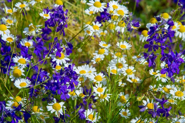 Une Fleur Sauvage Fleur Sauvage Est Une Fleur Qui Pousse — Photo