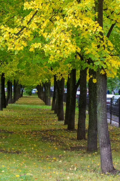 Fotografía Otoño Hojas Otoño Esta Época Del Año Los Árboles —  Fotos de Stock