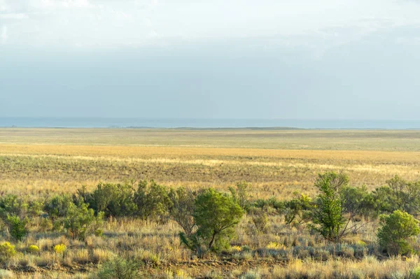 Prairie Écosystème Steppe Considéré Comme Faisant Partie Des Prairies Savane — Photo