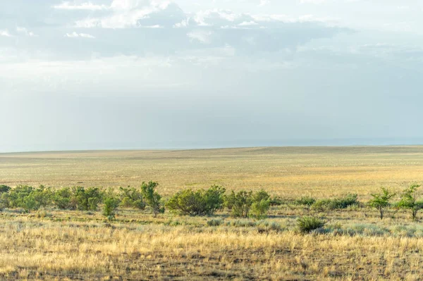 Prérie Stepní Ekosystém Považovaný Součást Travních Porostů Savany Biomu Keřů — Stock fotografie